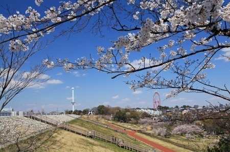 多摩湖の桜 ほのぼの通信